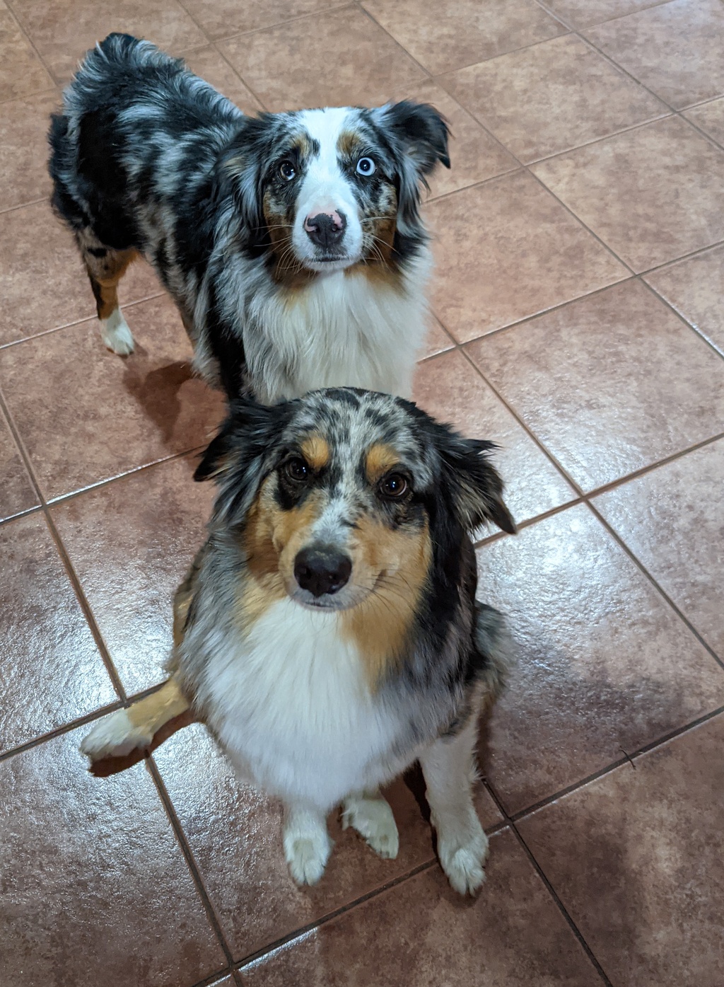 Our two beautiful Aussies, Flicka and Sierra.